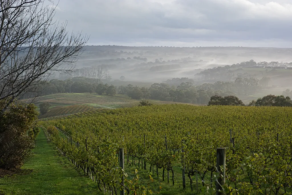 Winter wine trail vineyards in the South West near Busselton
