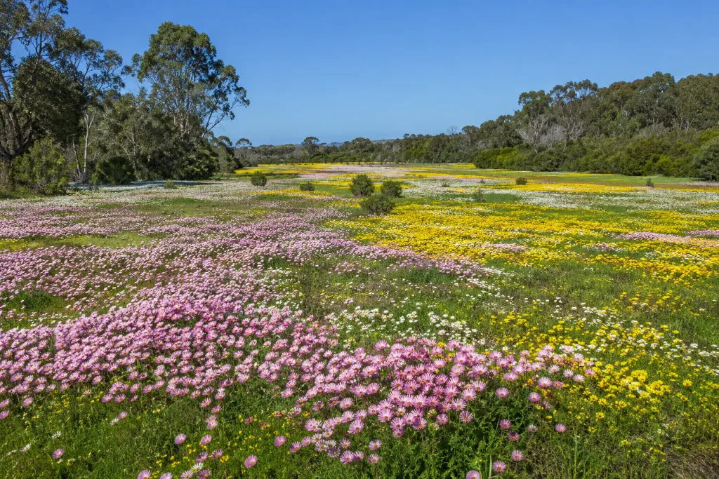 Western Australian wildflowers in bloom near Busselton in spring