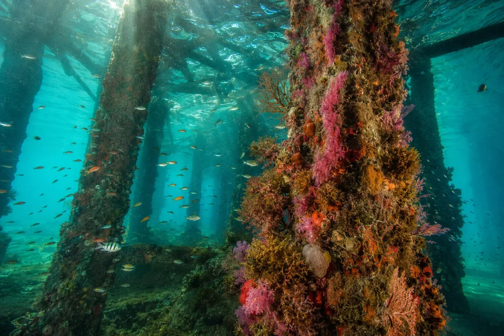 Marine life beneath the Busselton Jetty underwater observatory