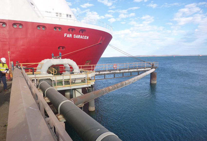 MMA-Berth-1-Dolphin-1