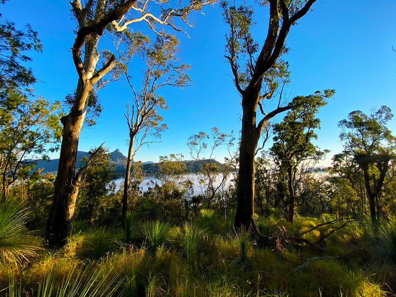 Photo of Australian trees and woodlands with lake and mountain in background