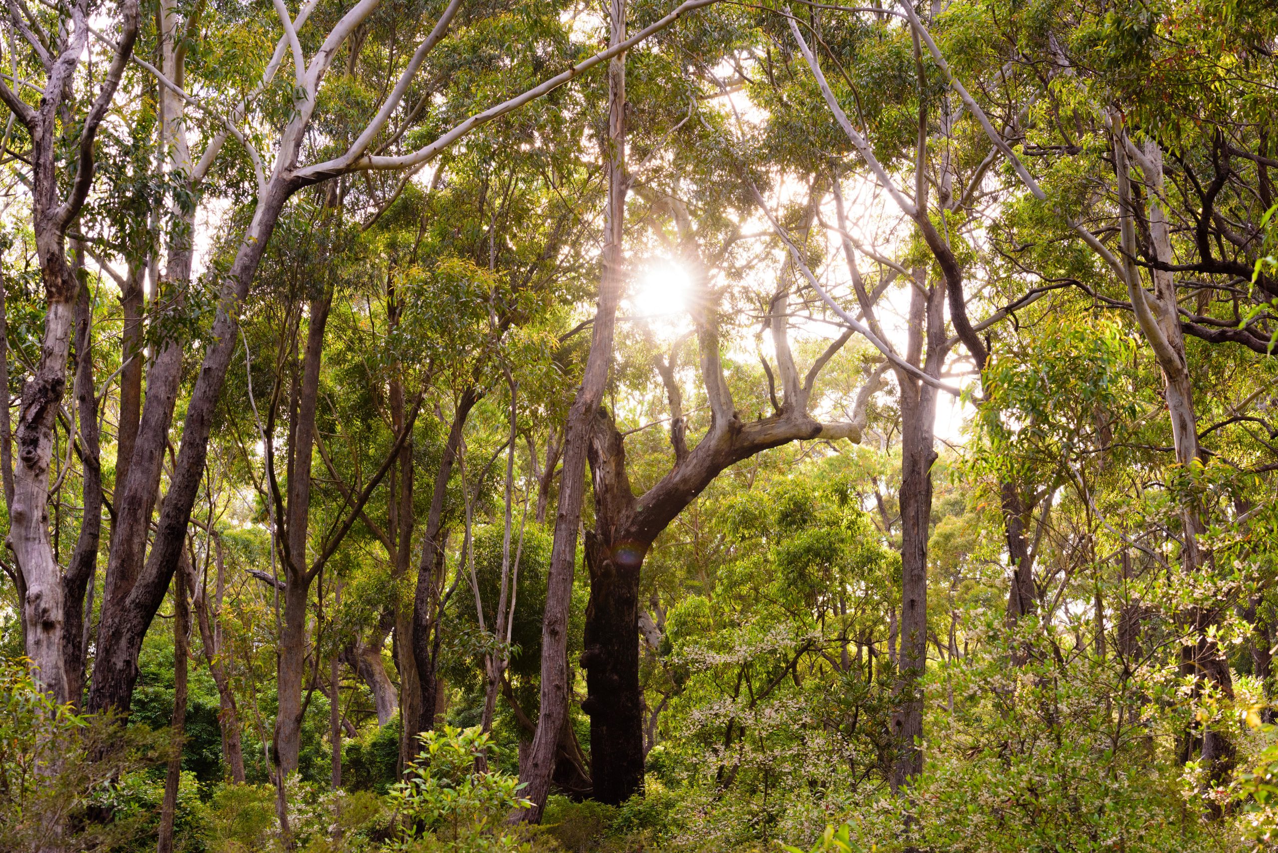 The State Development Act 2025 (WA) – what does it mean for project approvals?