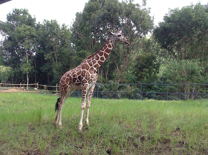 Giraffe 