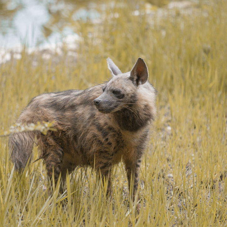Striped Hyena 