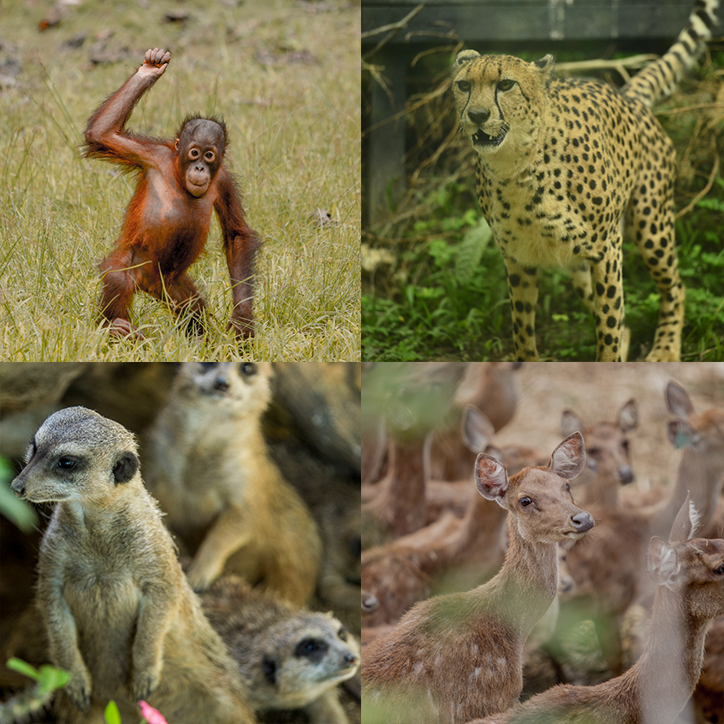 LIFESTYLE ASIA Bornean Orangutan, Cheetah, Merkat, Philippine's Visayan Spotted Deer Cebu Safari