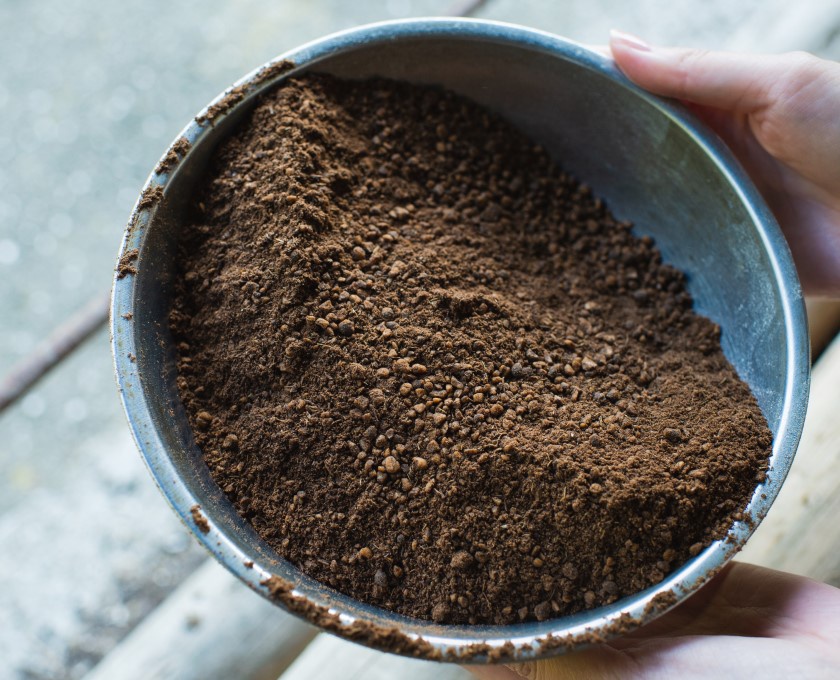 The feed for Olive wagyu cows