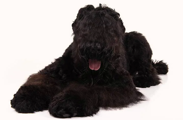 Black Russian Terrier