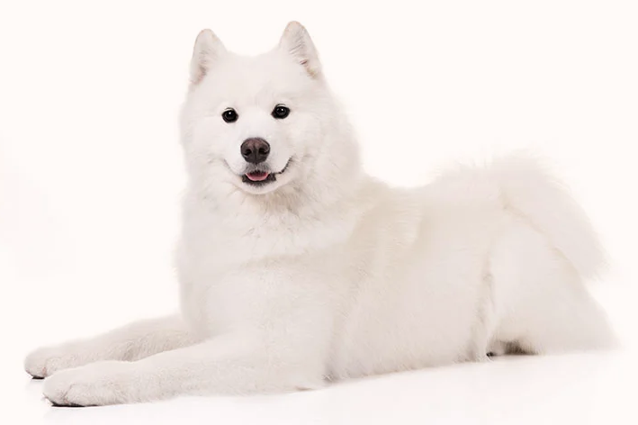 Samoyed