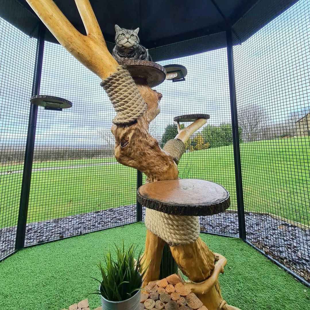 Badger Suite of Ings Luxury Cat Hotel