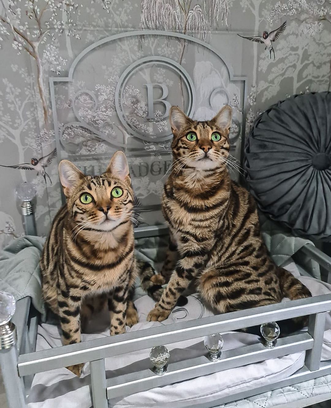 Badger Suite of Ings Luxury Cat Hotel