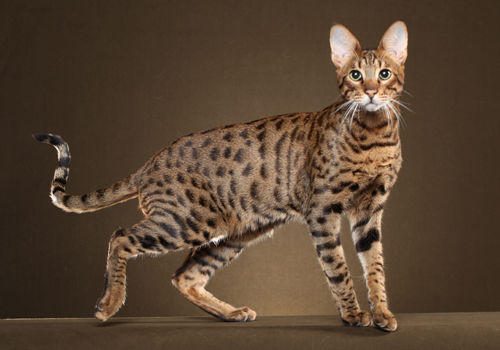 Savannah cat
