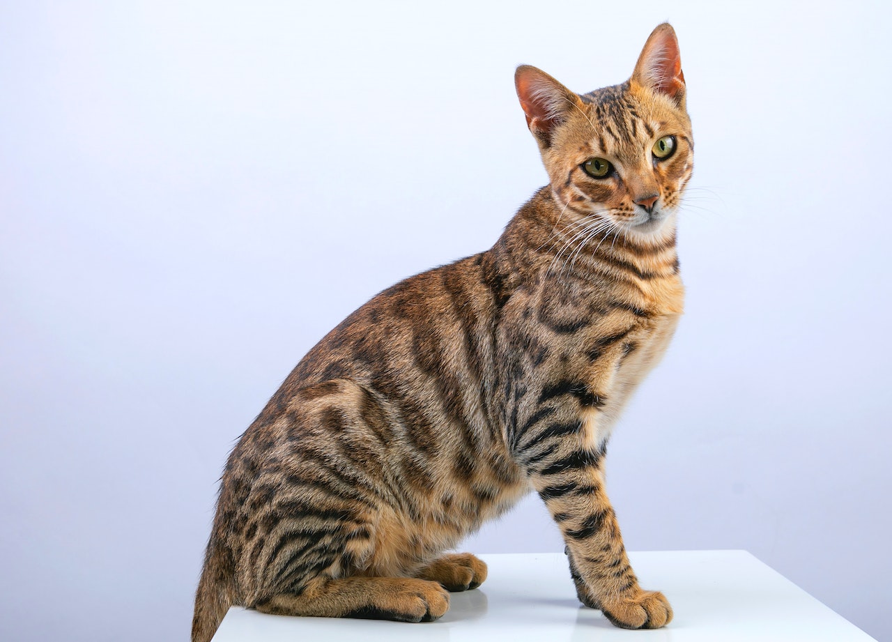 Bengal