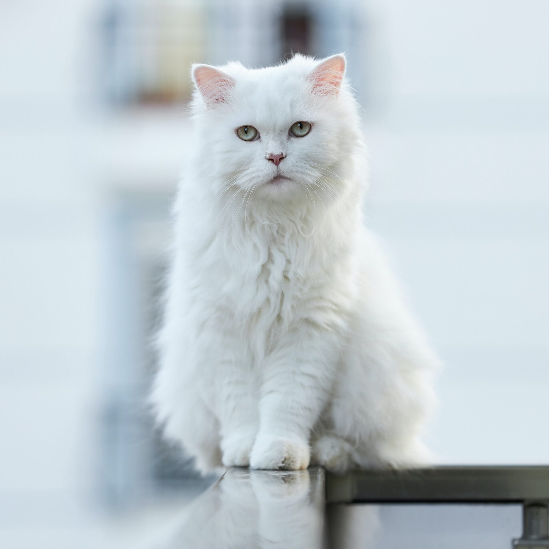 Most valuable cat breeds