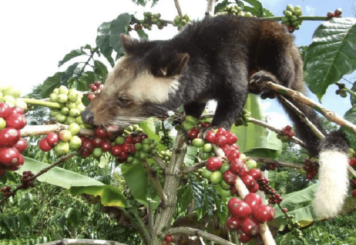 Kopi luwak, also known as civet coffee, is a coffee that consists of partially digested coffee cherries, which have been eaten and defecated by the Asian palm civet.