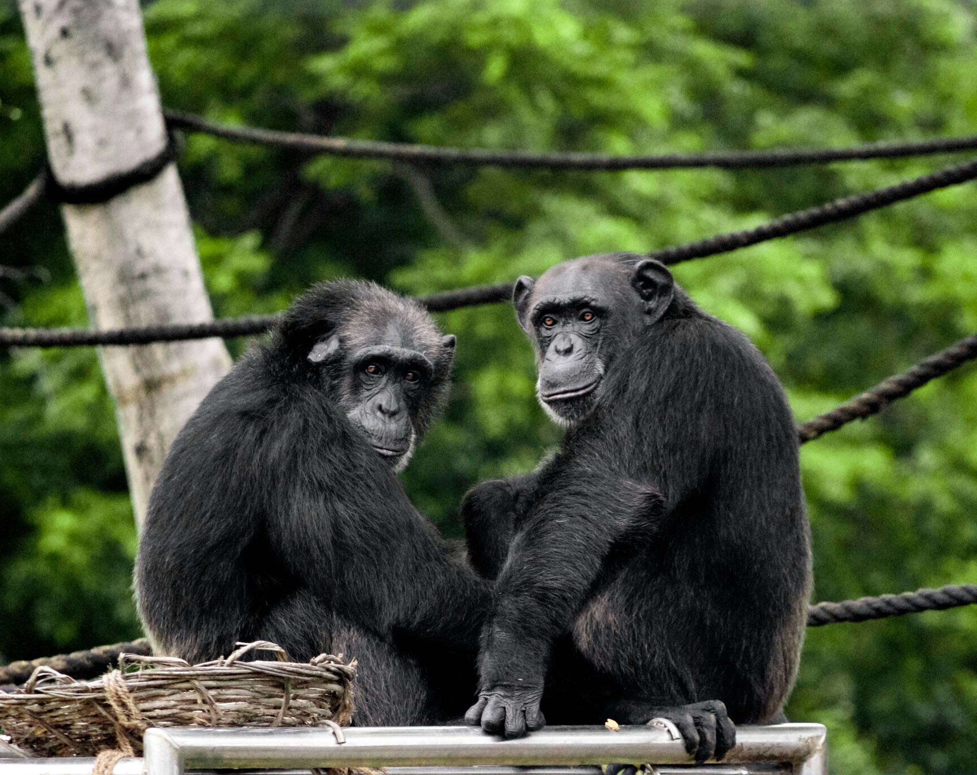 chimpanzees