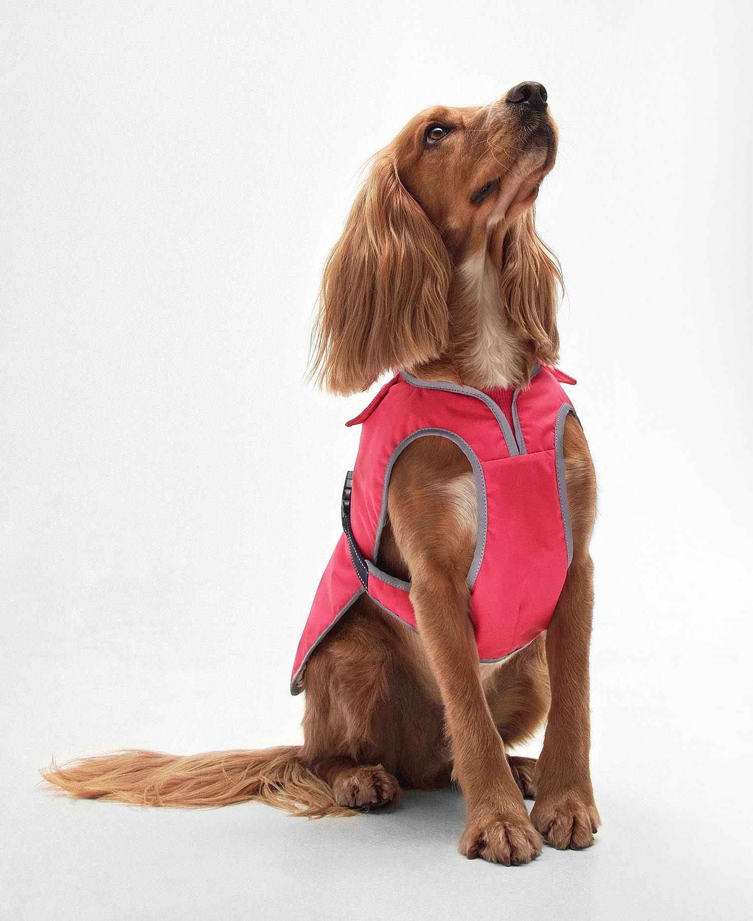 The Monmouth Waterproof Dog Coat