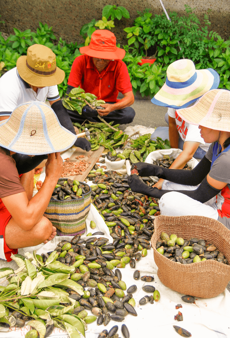 L-R: Pili farmers, Pili farm in Bicol, Pili Ani Cleansing Butter