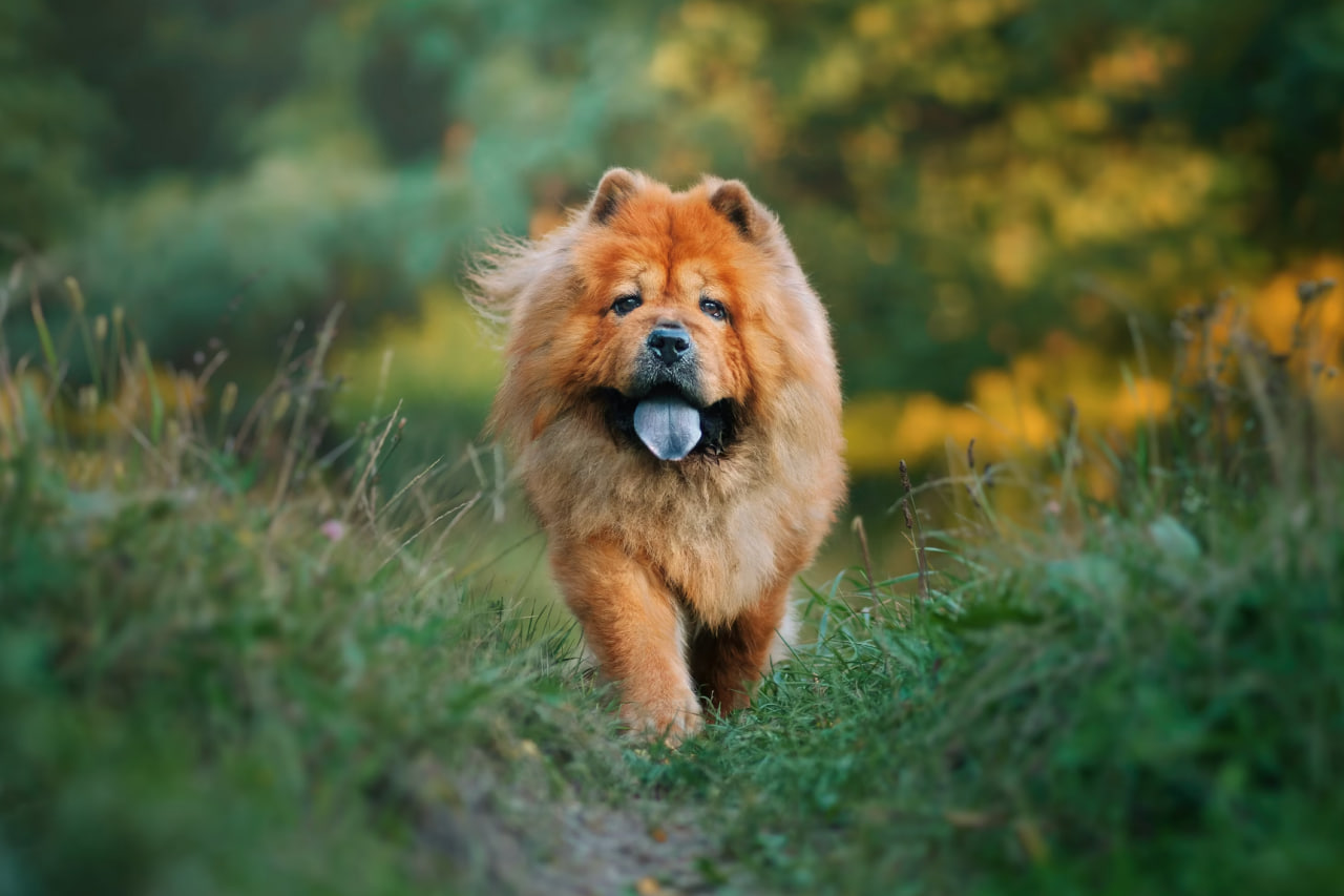Chow chows are not playful, but they could use leisurely walks and exercising for at least an hour