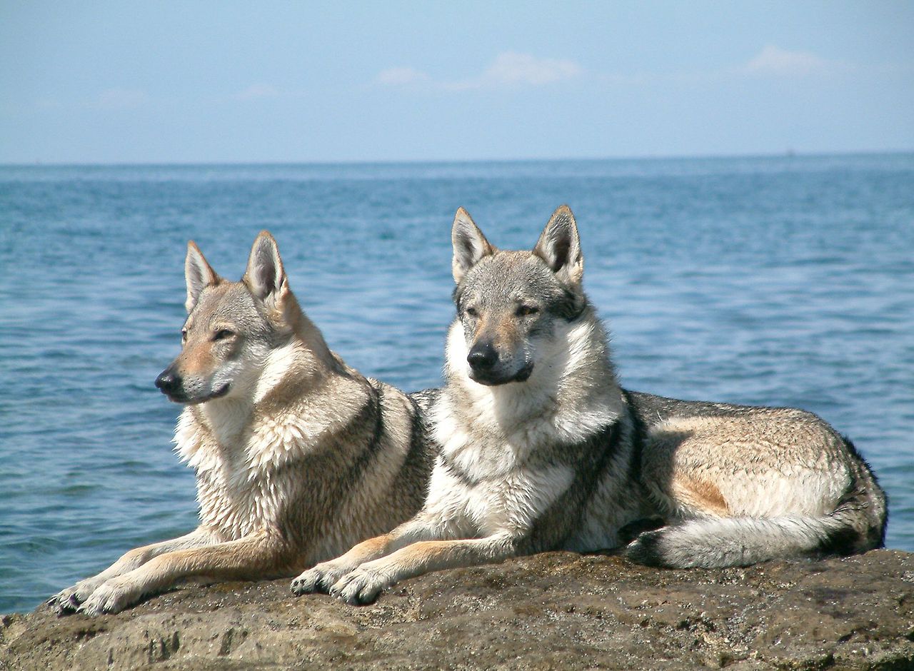 The Czechoslovakian wolfdogs are actually part wolves