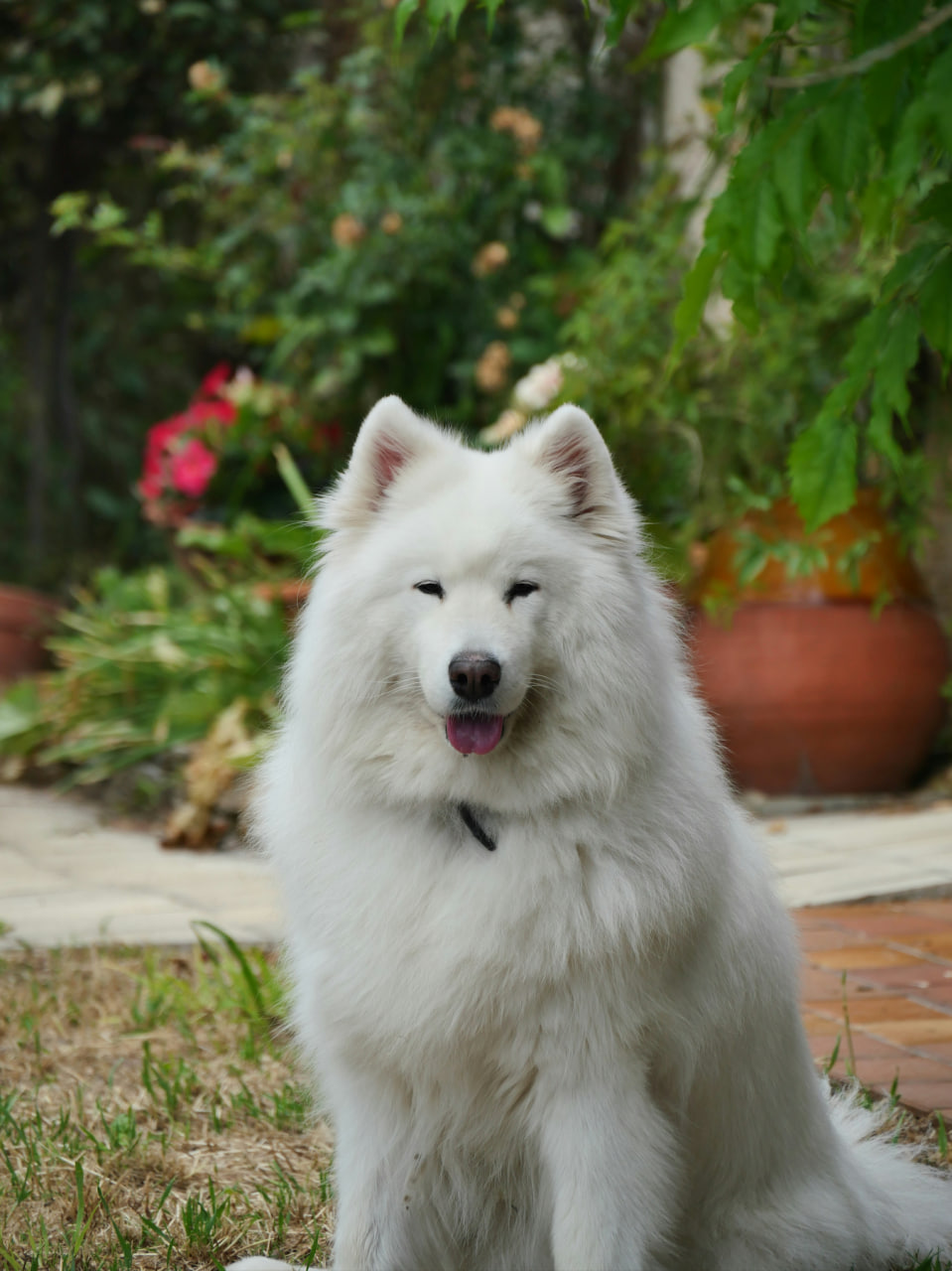 The Samoyed is one of the world’s most expensive dog breed, with average prices reaching up to $14,000