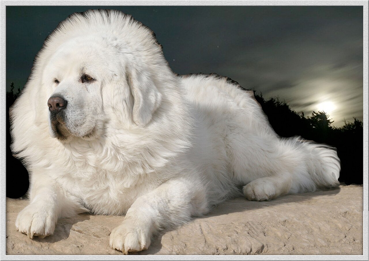Tibetan mastiffs come in a wide range of coat colors, one of them being white, or the so-called “snow lion” variety