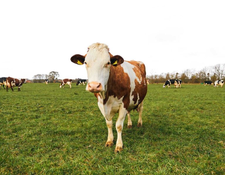 Organic European dairy comes from cows that roam freely within a safe and humane environment, free of pesticides and other chemicals/Photo from the EU Organic Dairy website