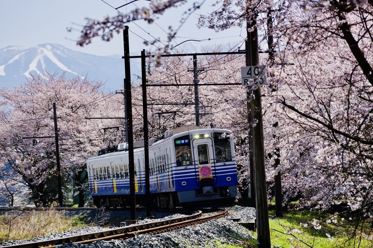 Cherry blossoms bloom in Katsuyama City in Fukui Japan 