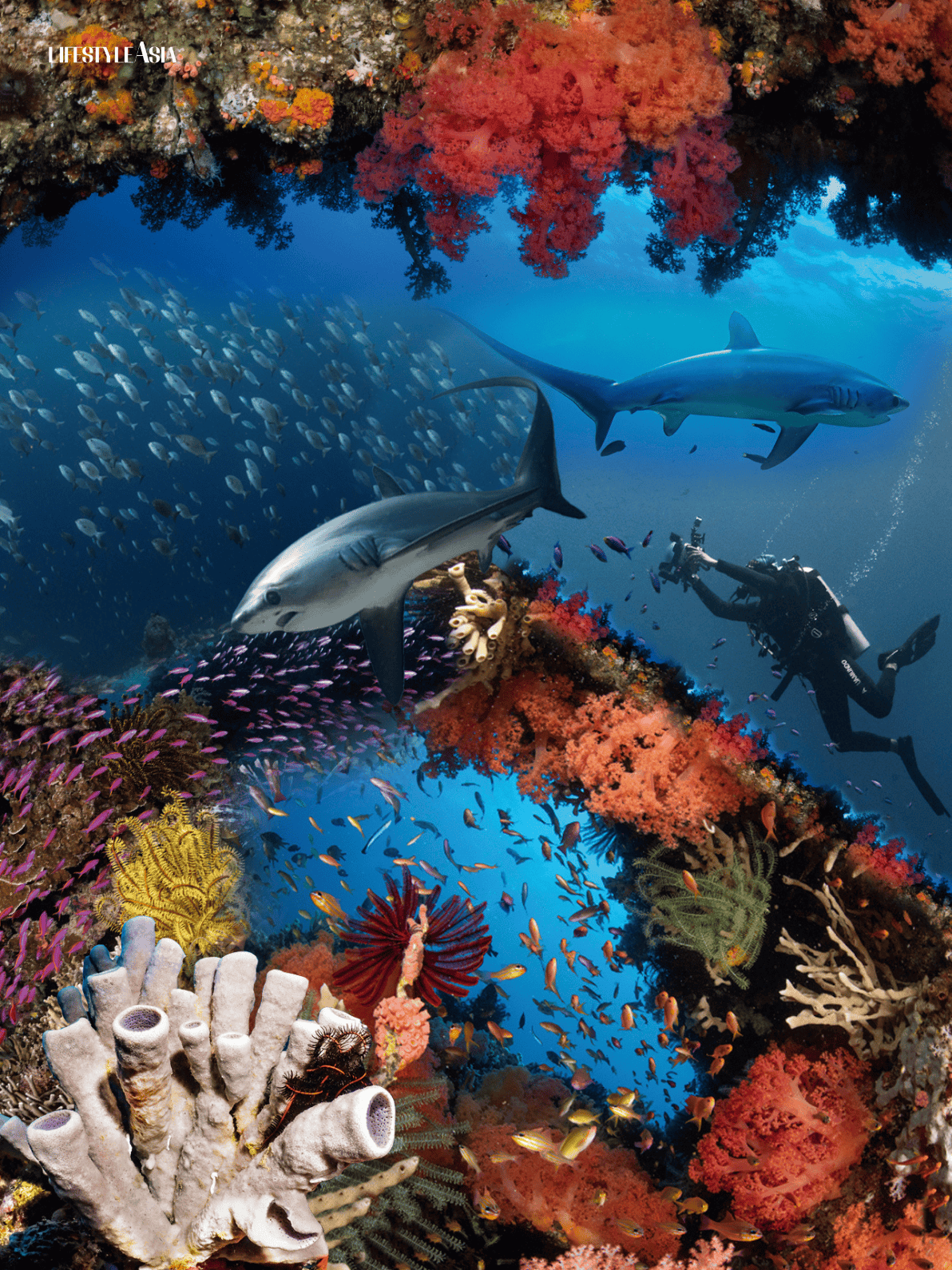 Malapascua and Camiguin dive spots