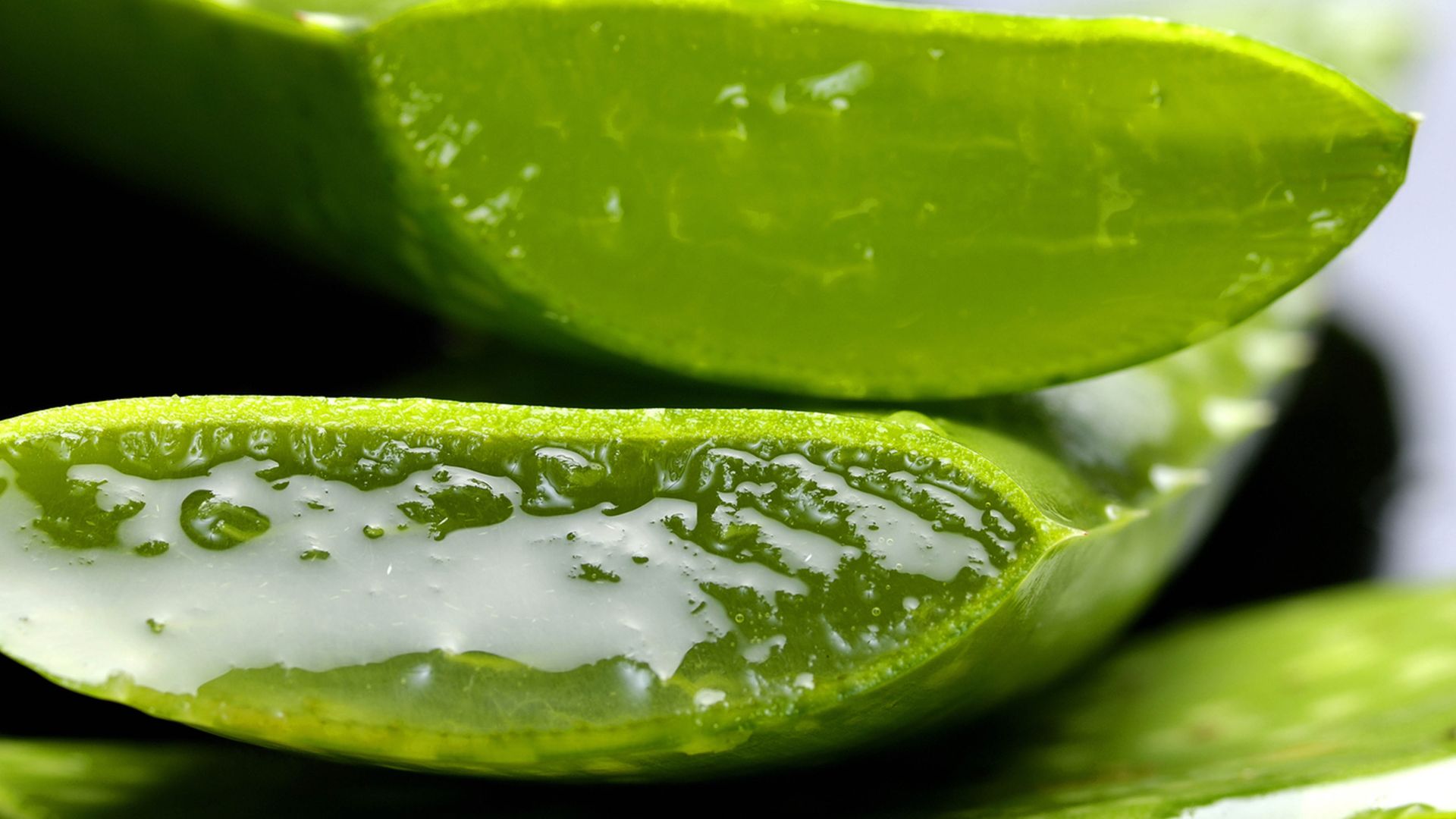 Aloe vera was used by ancient civilizations for various purposes and is still widely used today by the beauty industry