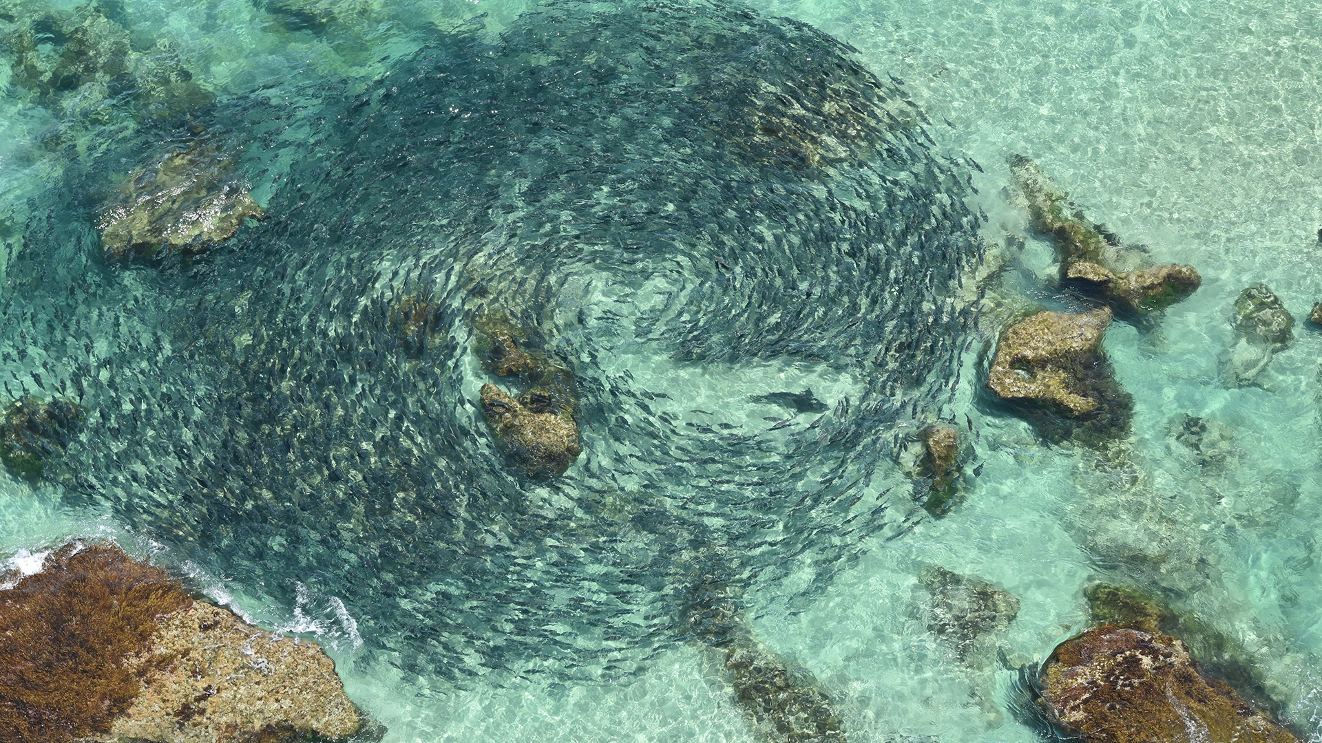 Aerial view of a school of salmon in shallow coastal water