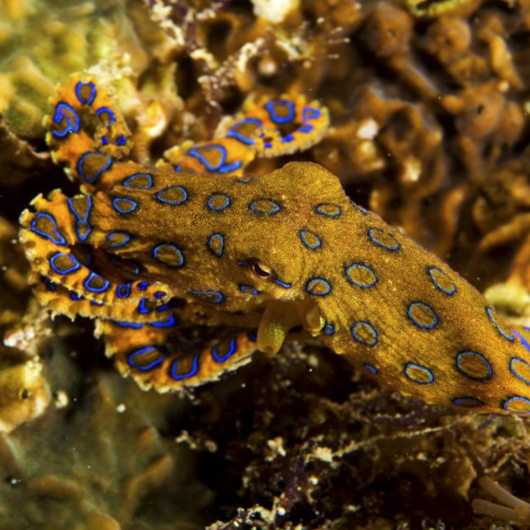 A blue-ringed octopus