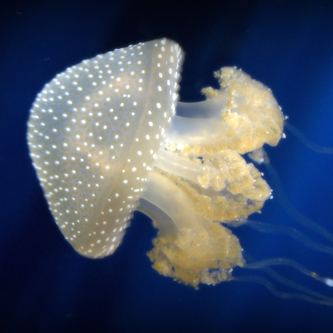 A jellyfish in the water