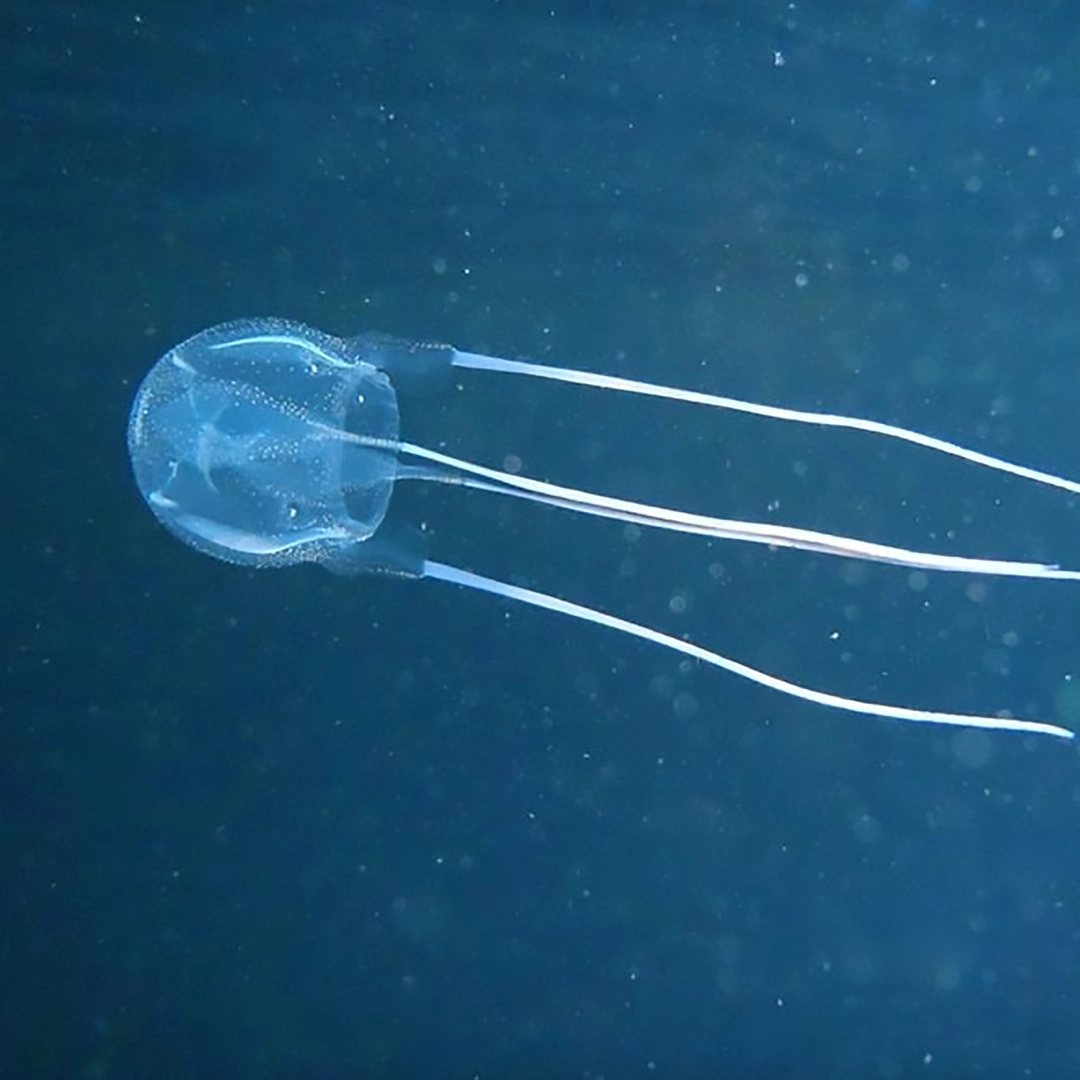 A jimble, a small box jellyfish found in WA waters
