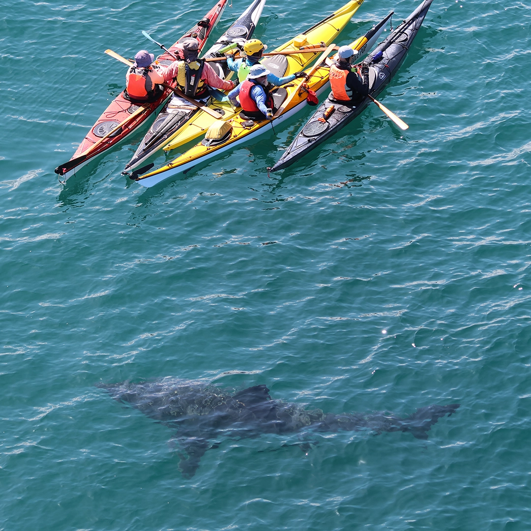 Aerial view of surf skis and kayaks on the water