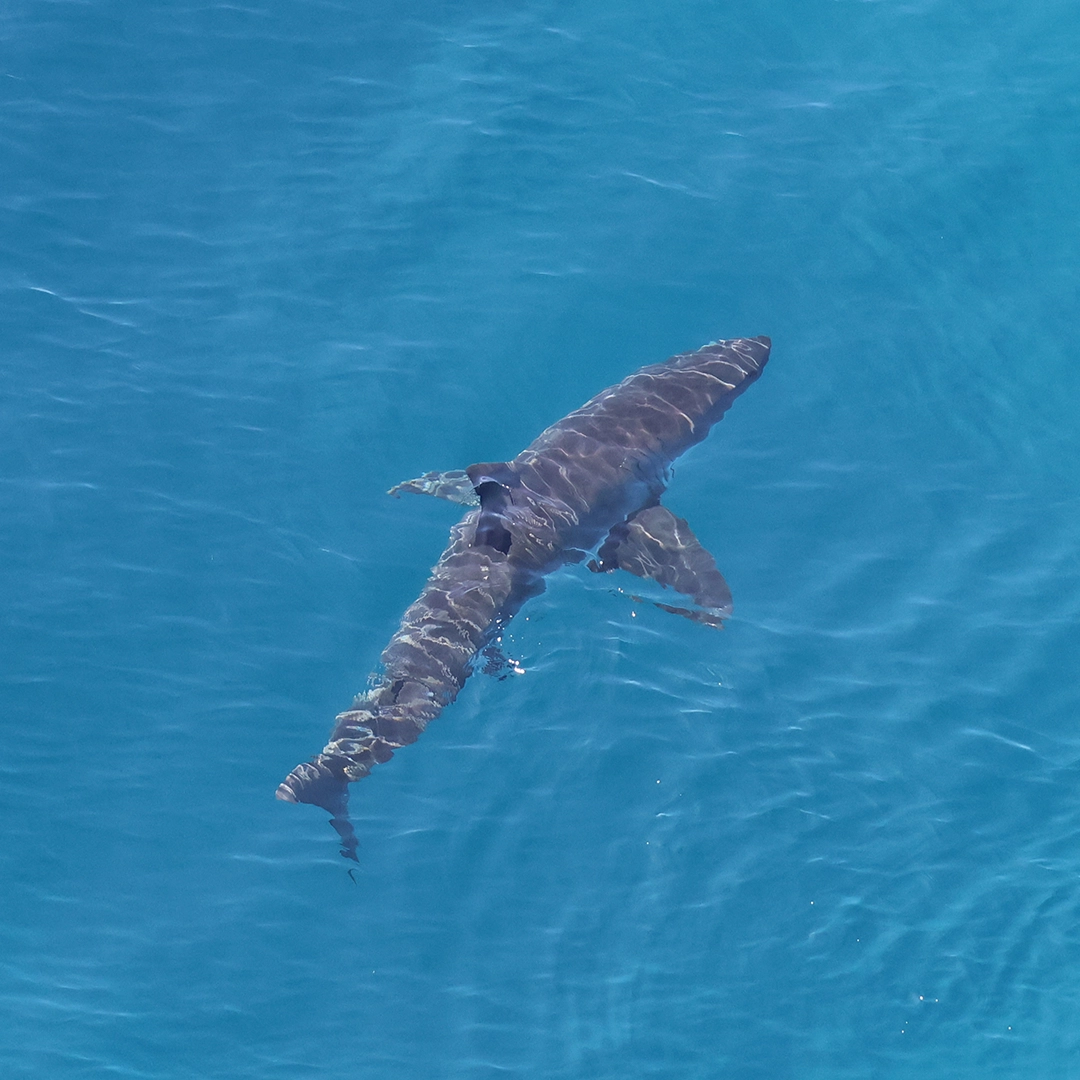 Aerial view of a shark swimming in coastal water