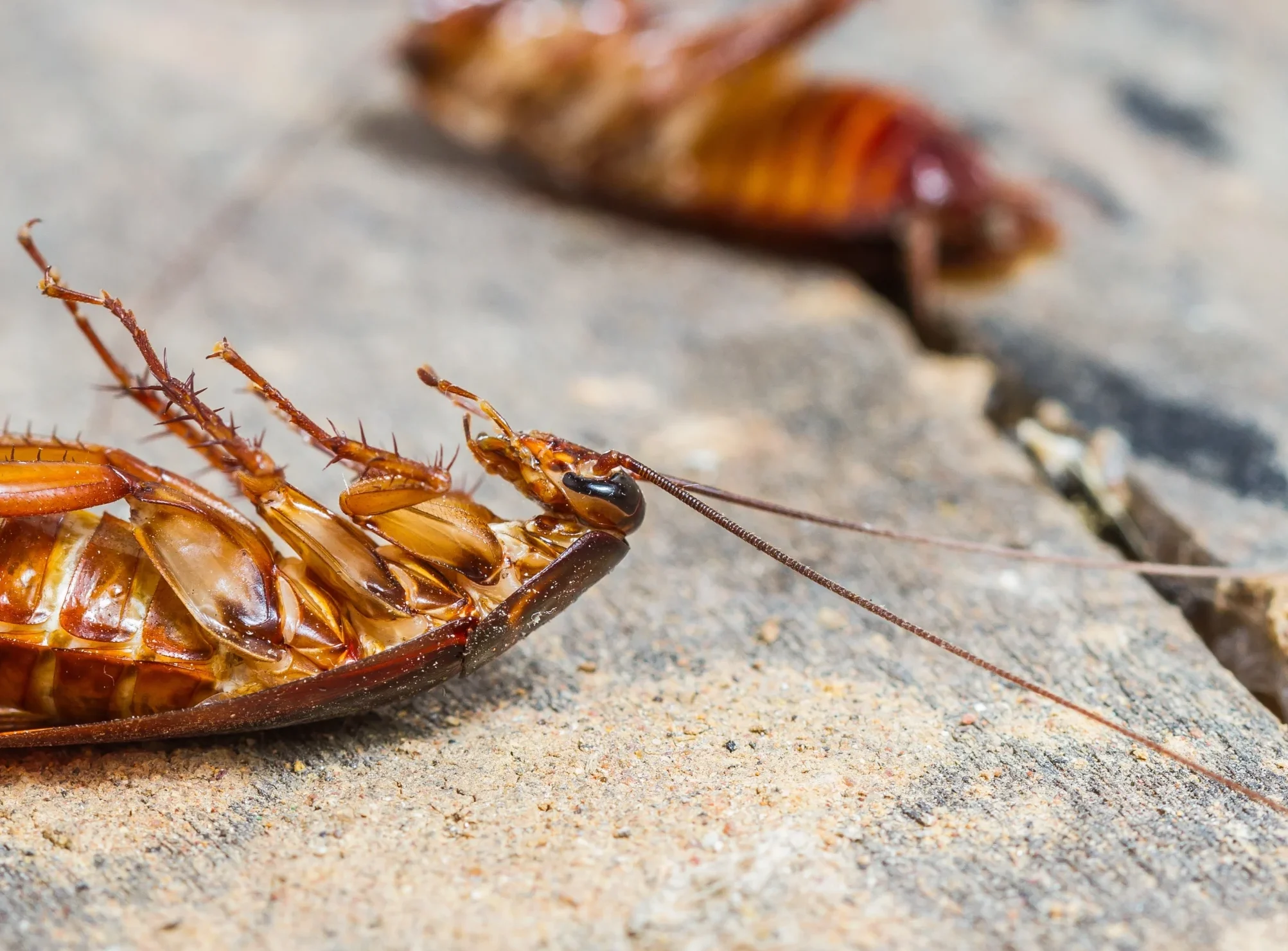 Cockroach 3