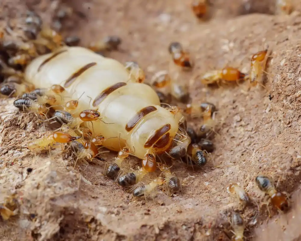 Termite queen with her young