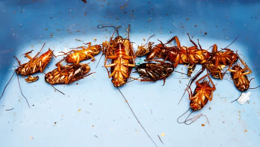 Spring General Pest Treatment – SE QLD
