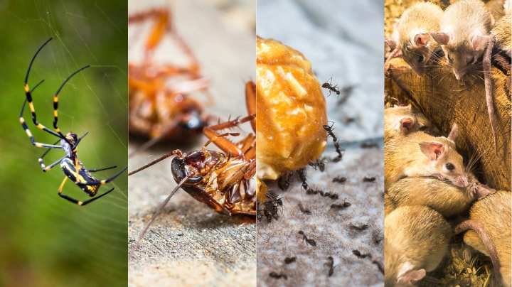Complete Pest Package – Dubbo