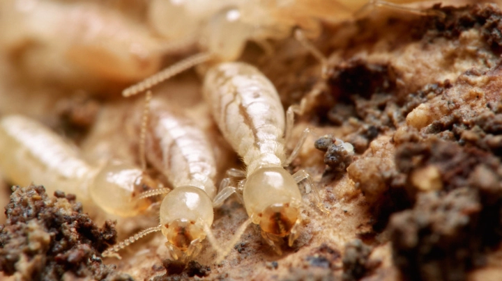 Spring Termite Inspection Special Offer – SE QLD