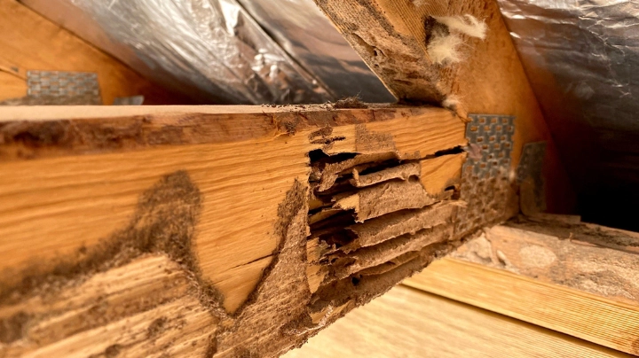 Pre-Purchase Timber Pest Inspection – Toowoomba