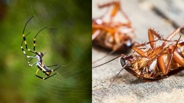 General Pest Treatment – Central Coast