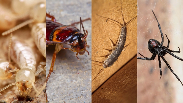 Spring Termite Inspection & Pest Treatment Combo Offer – SE QLD