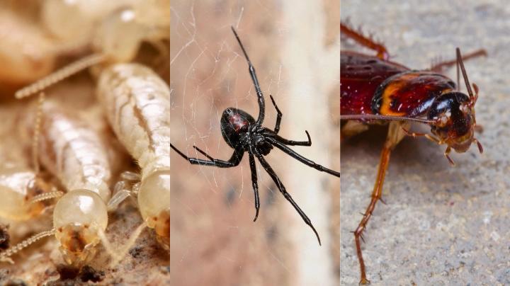 Combined General Pest & Termite Inspection – Central Coast