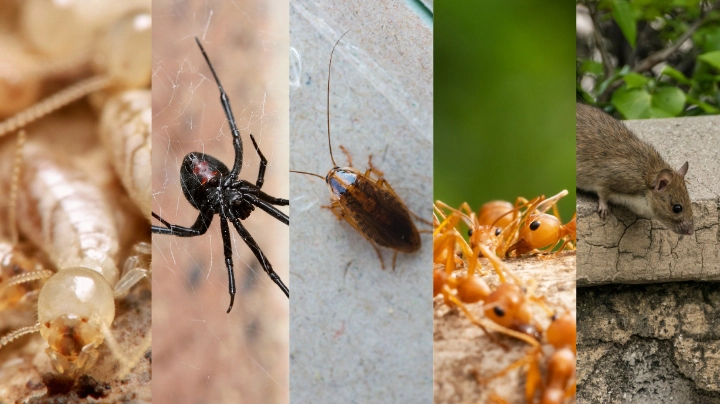 Termite Inspection & Pest Treatment Combo – Dubbo