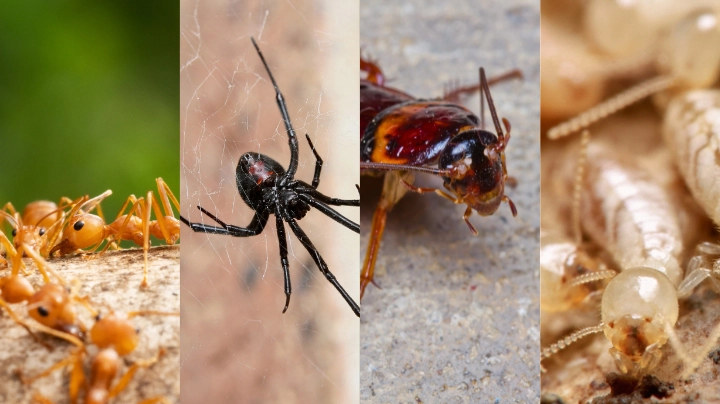 Pest Treatment & Termite Inspection Combo – Toowoomba