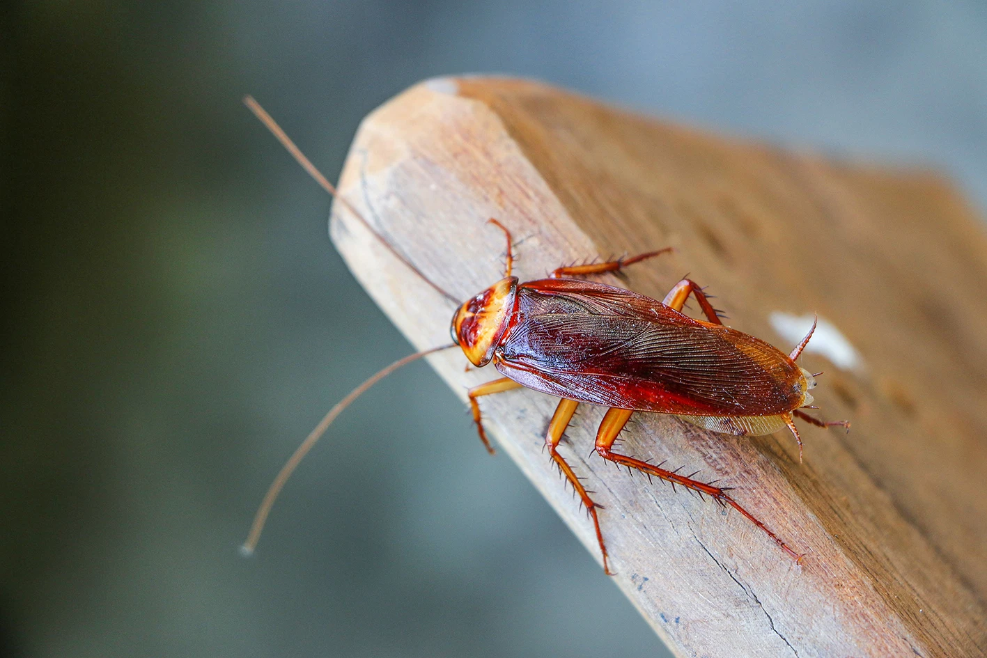 General Pest Treatment – Cairns
