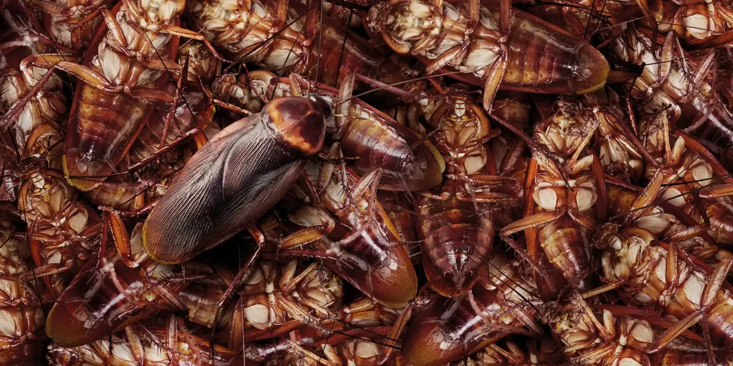 Cockroach