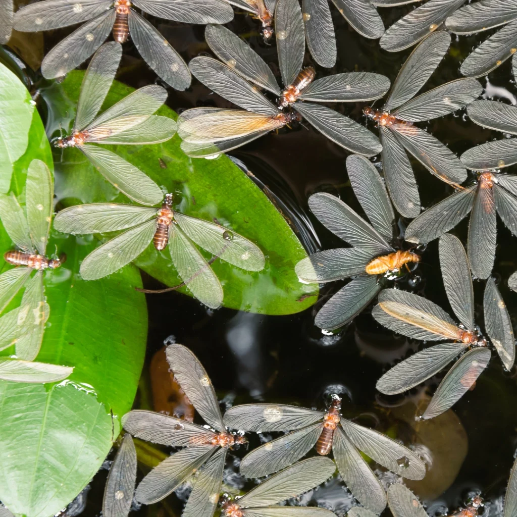 Dead flying termites (alates) floating on a body of water