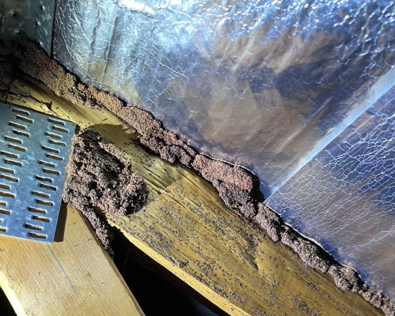 Termite mudding on structural timbers located in a roof cavity
